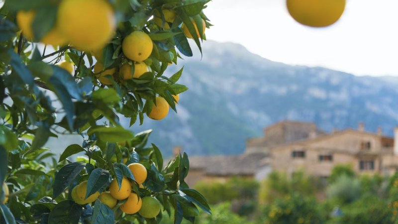 what to do in soller