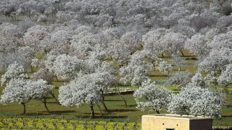 almond trees in Santa Agnès de Corona in Ibiza