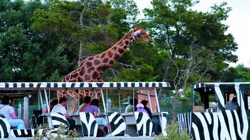 ver zafari zoo sa coma mallorca