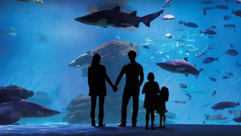 visitar Palma Aquarium y Marineland con niños